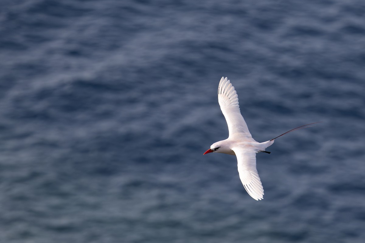 Red-tailed Tropicbird - ML643622344