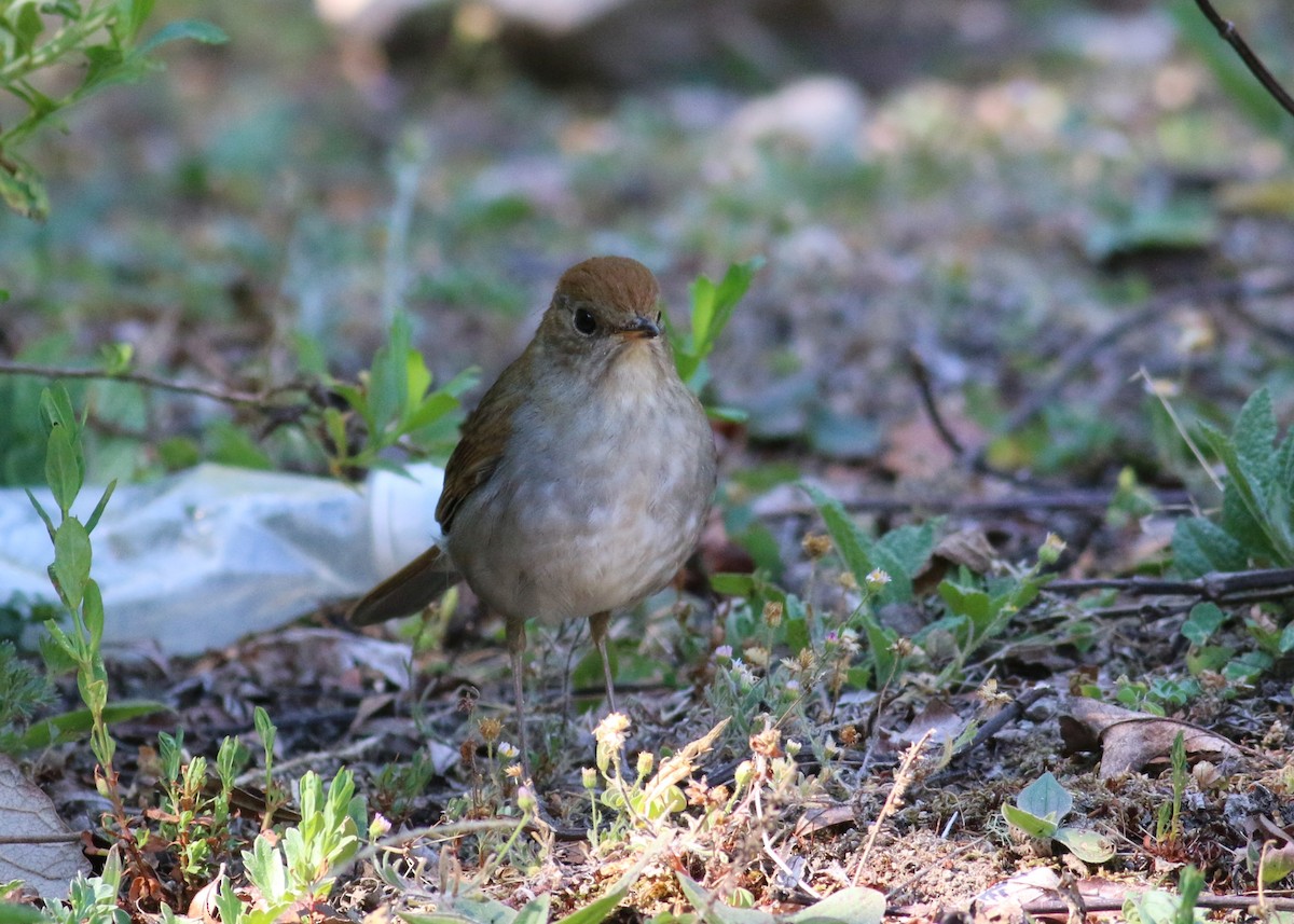 Russet Nightingale-Thrush - ML643622372