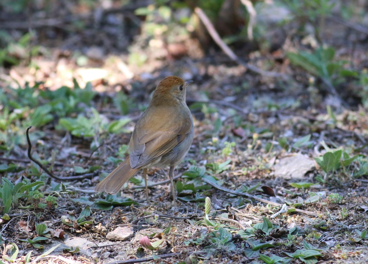 Russet Nightingale-Thrush - ML643622373