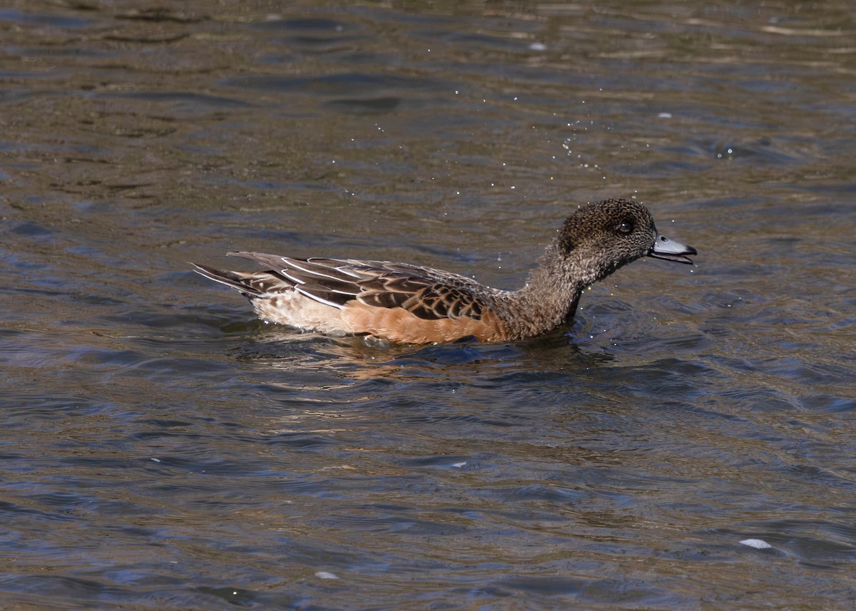 American Wigeon - ML643622395