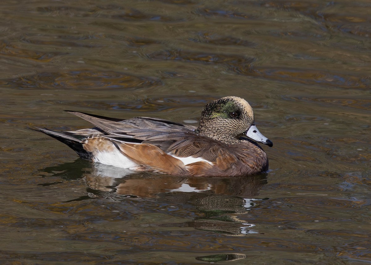 American Wigeon - ML643622396