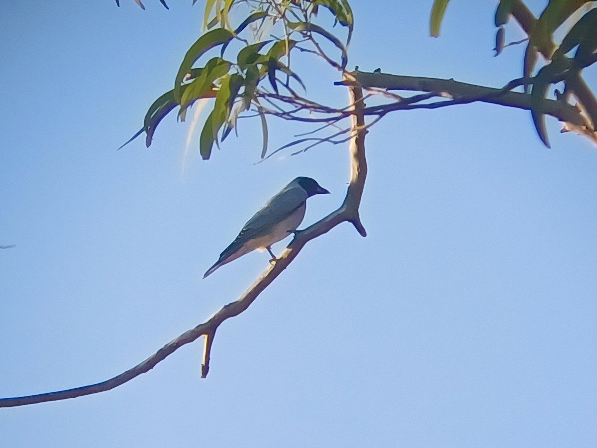 Black-faced Cuckooshrike - ML643622420