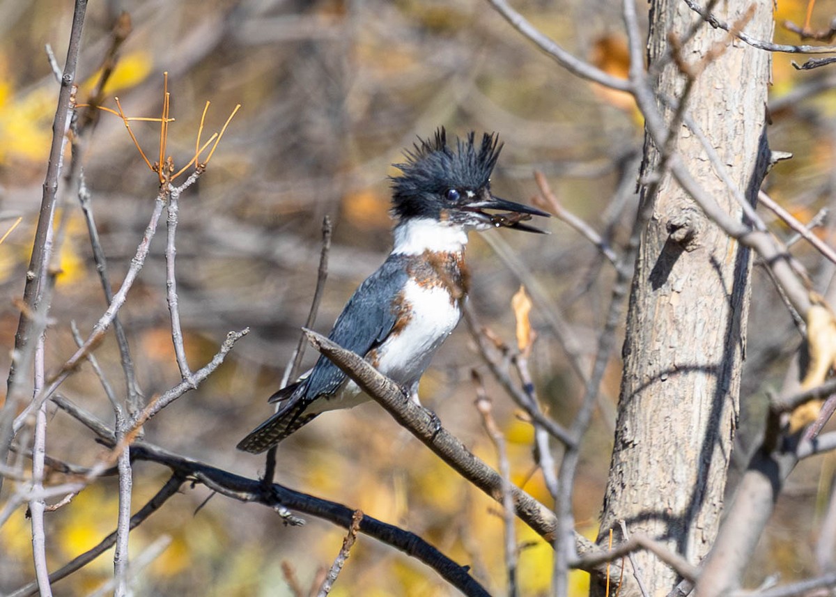 Belted Kingfisher - ML643622425