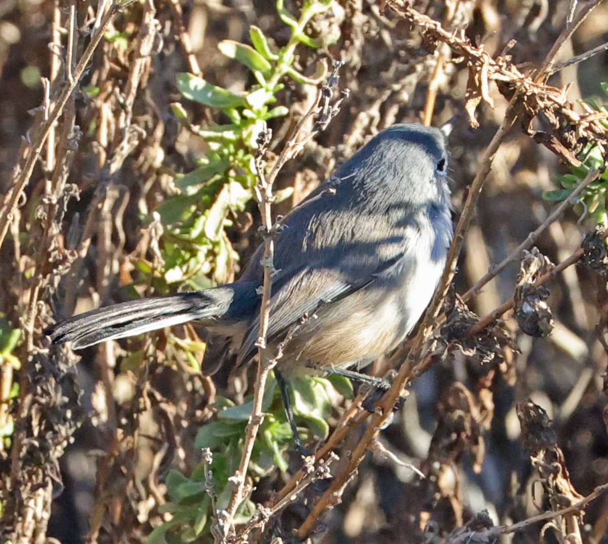 California Gnatcatcher - ML643622441