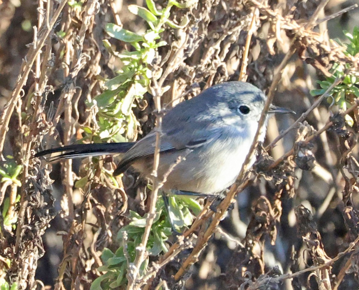 California Gnatcatcher - ML643622442