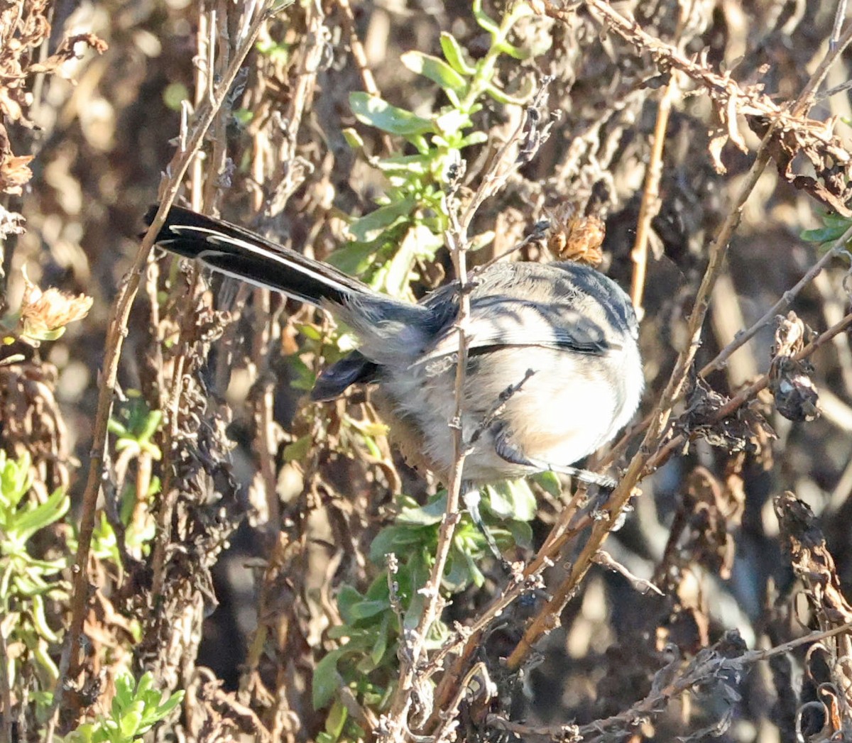 California Gnatcatcher - ML643622443