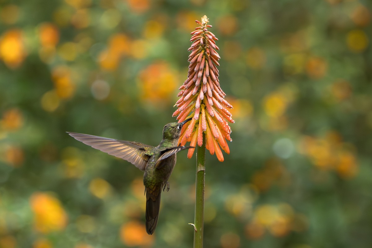 Fawn-breasted Brilliant - ML643622468