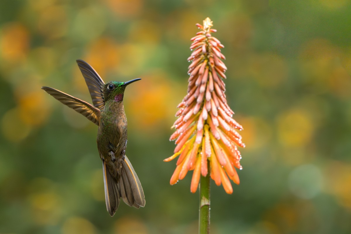 Fawn-breasted Brilliant - ML643622470
