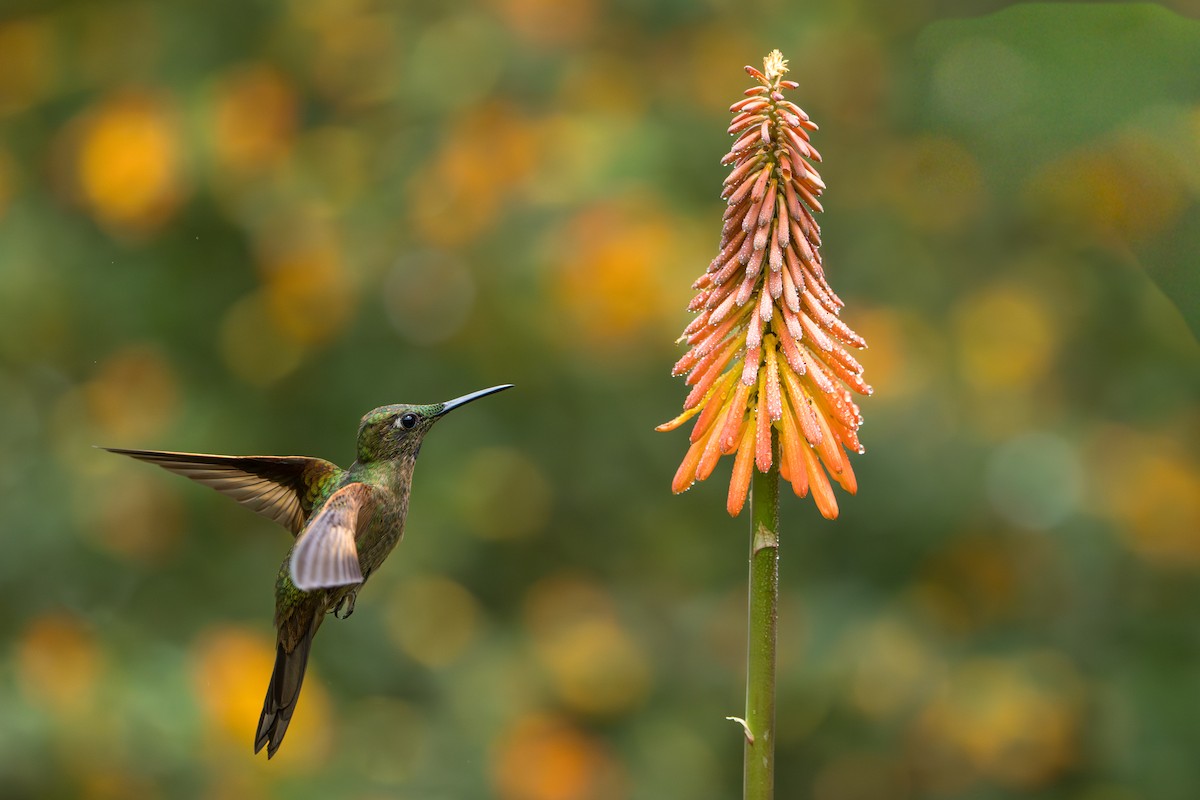 Fawn-breasted Brilliant - ML643622471