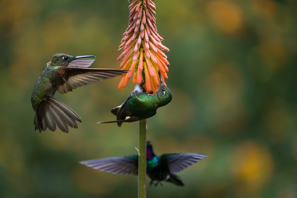 Fawn-breasted Brilliant - ML643622477
