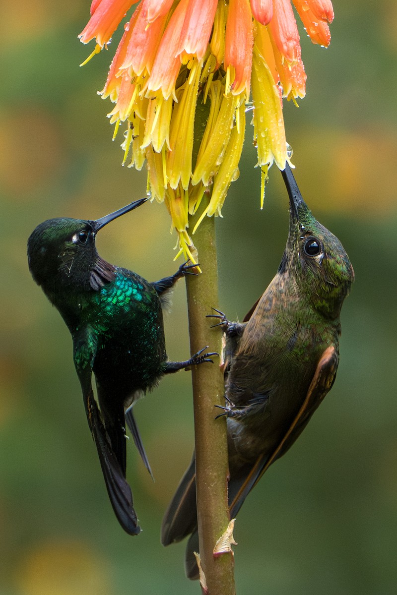 Fawn-breasted Brilliant - ML643622487