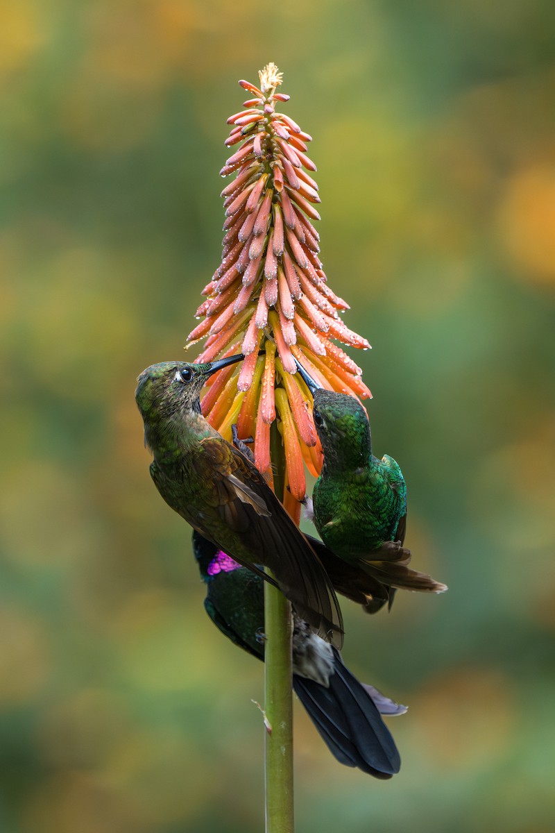 Fawn-breasted Brilliant - ML643622488