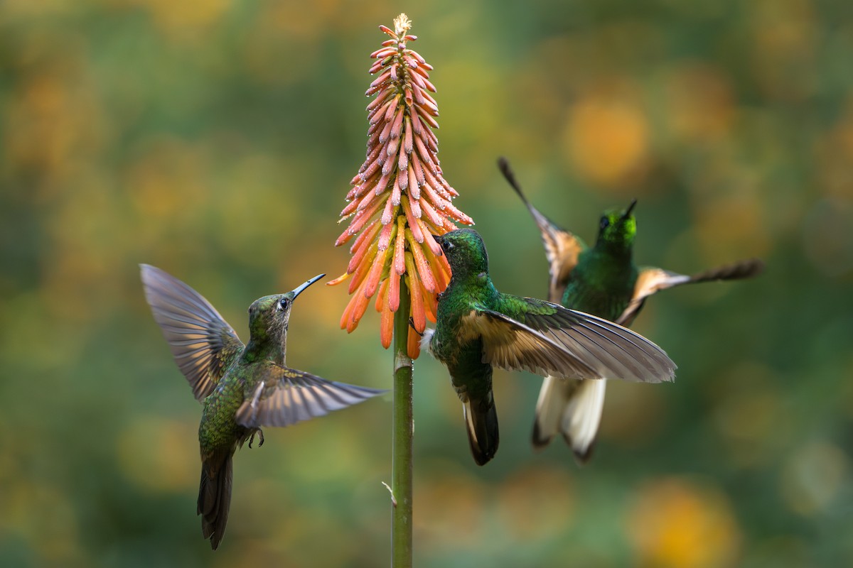 Fawn-breasted Brilliant - ML643622489