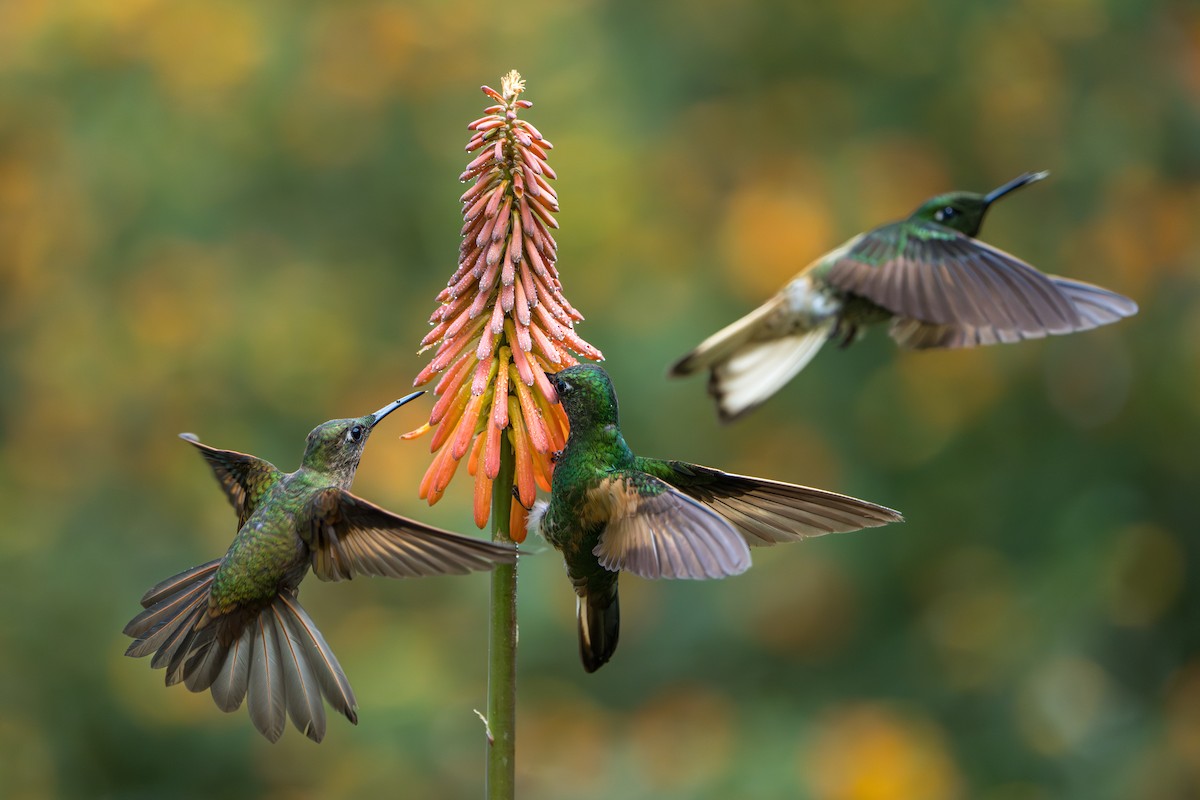 Fawn-breasted Brilliant - ML643622490