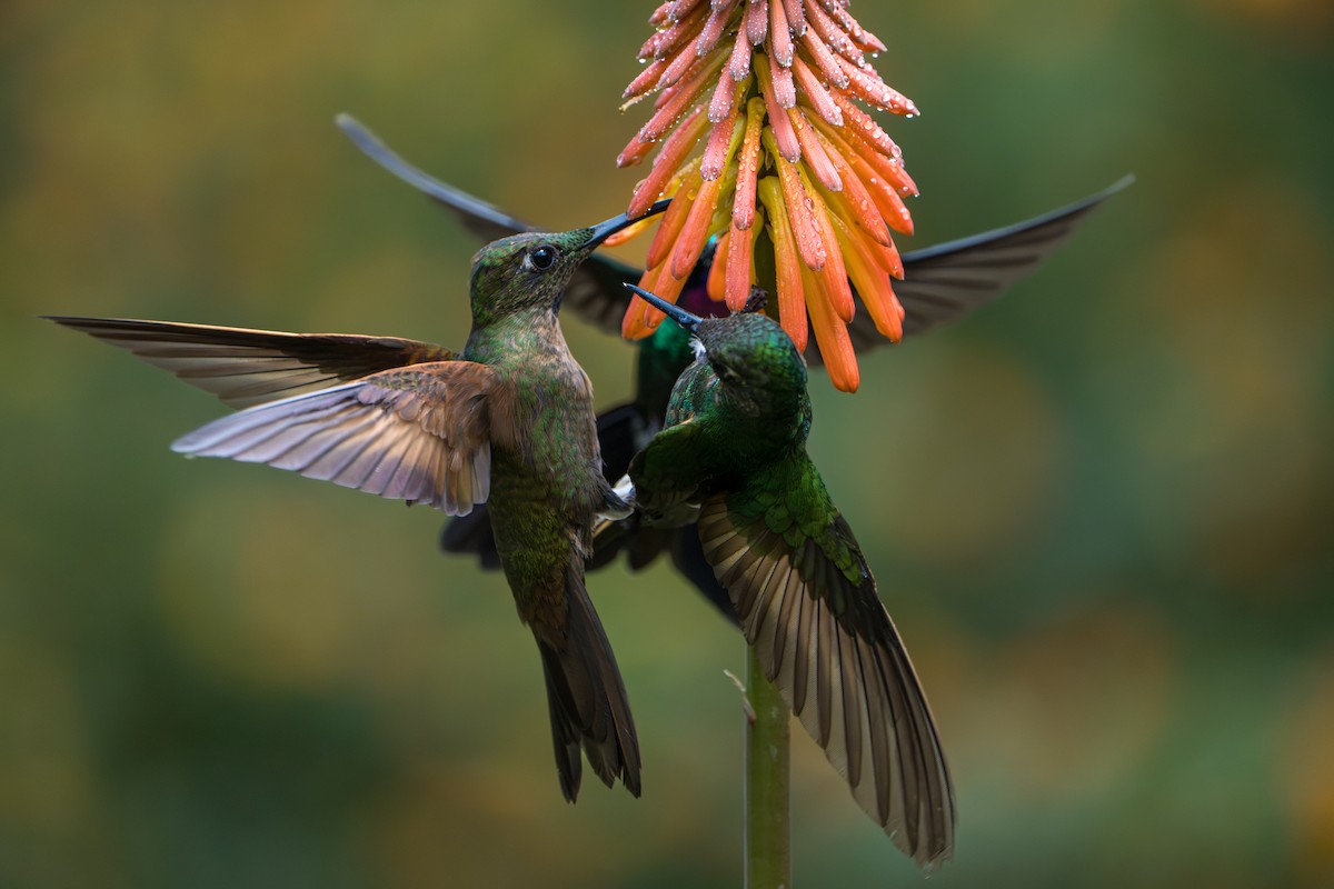 Fawn-breasted Brilliant - ML643622491