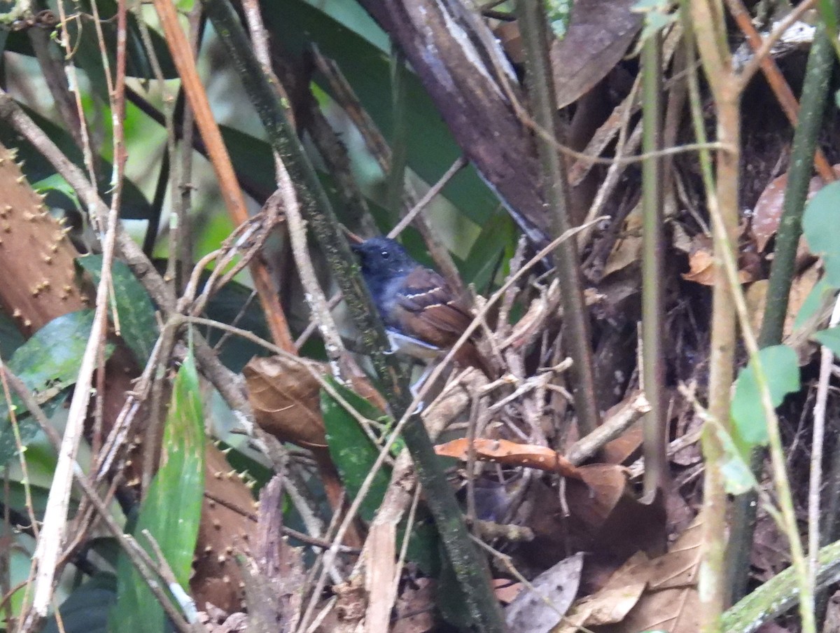 Zimmer's Antbird - ML643622501