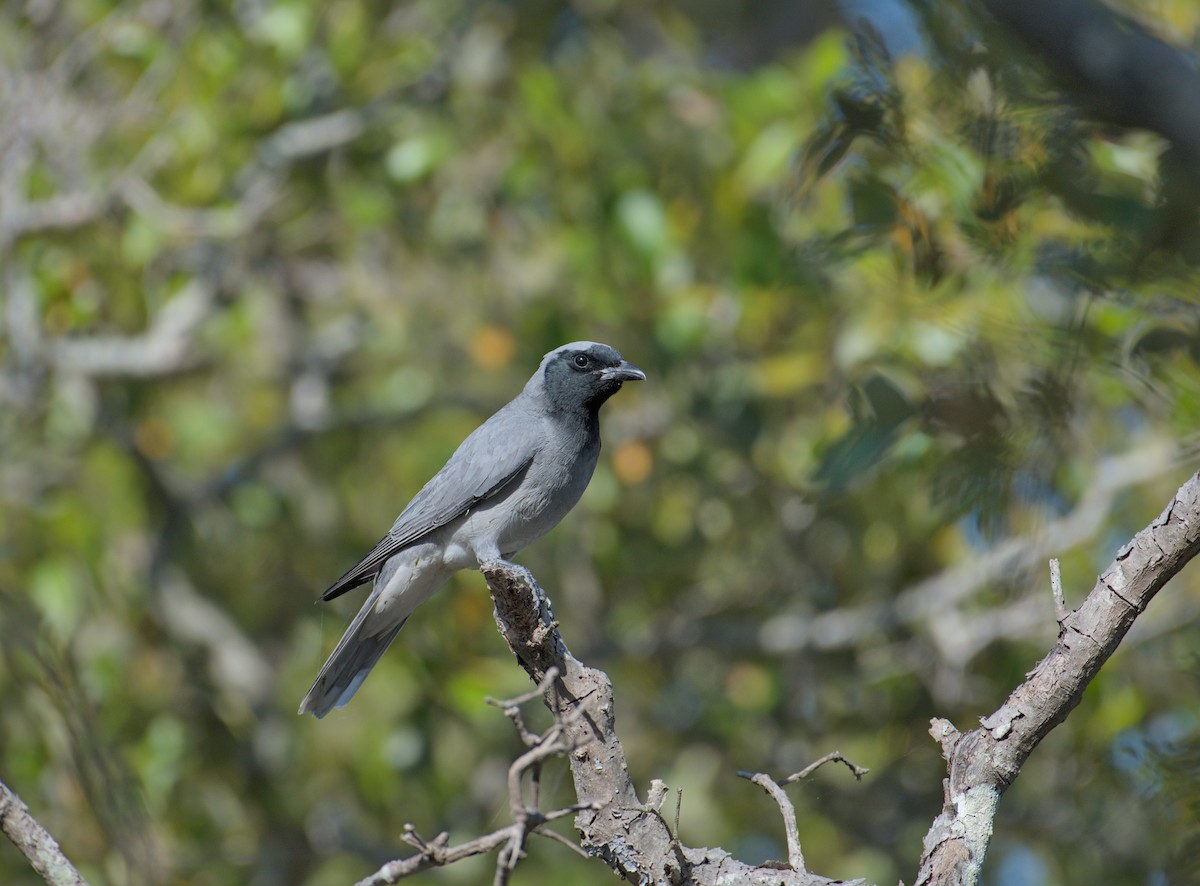 Black-faced Cuckooshrike - ML643622502