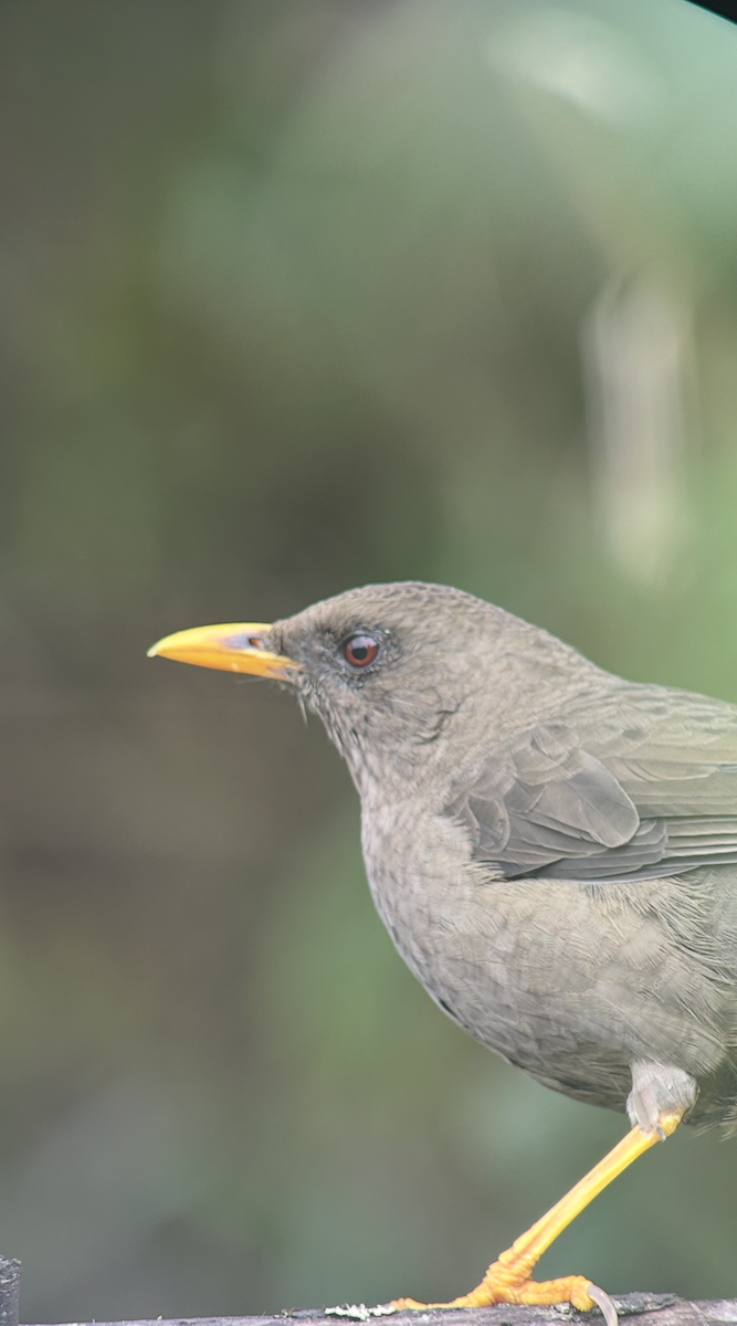 Great Thrush - ML643622538