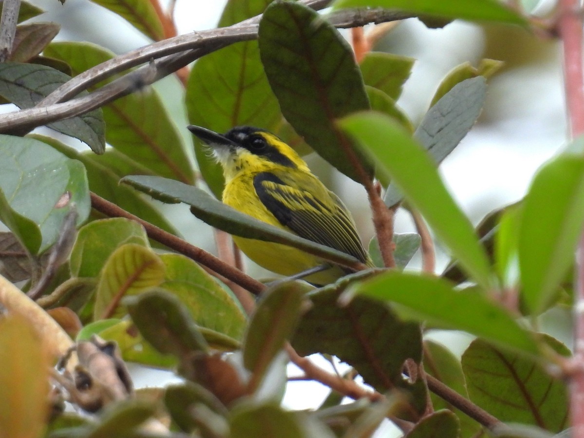 Yellow-browed Tody-Flycatcher - ML643622564