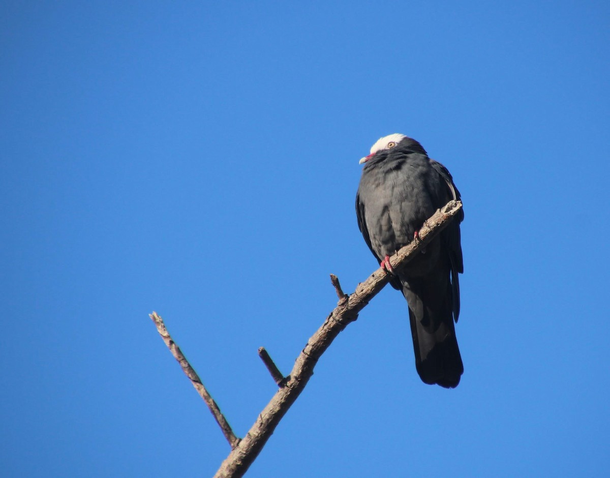 White-crowned Pigeon - ML643622583