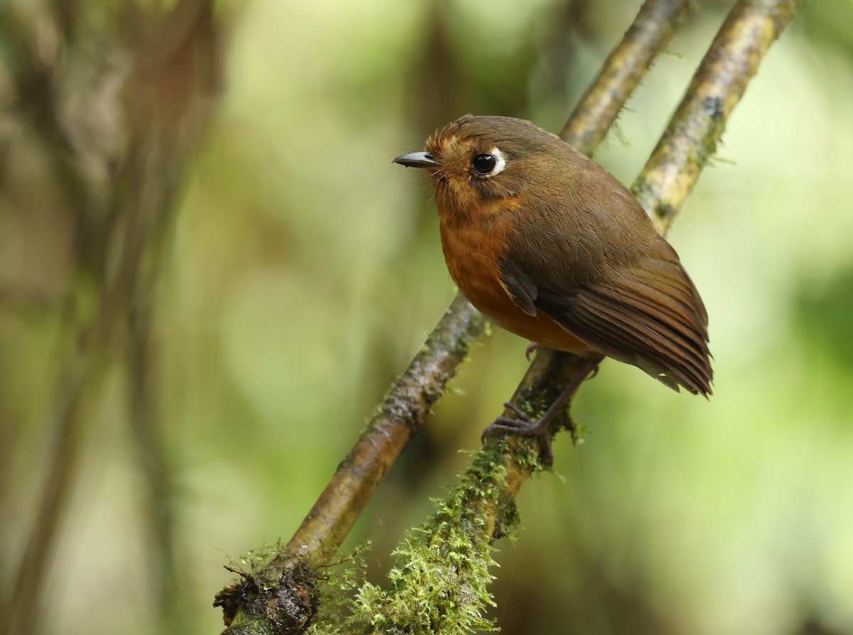 Leymebamba Antpitta - ML643622596