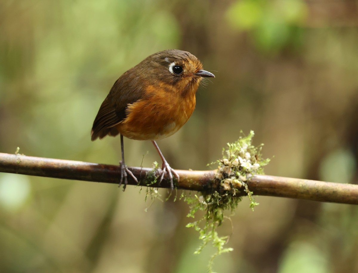 Leymebamba Antpitta - ML643622597