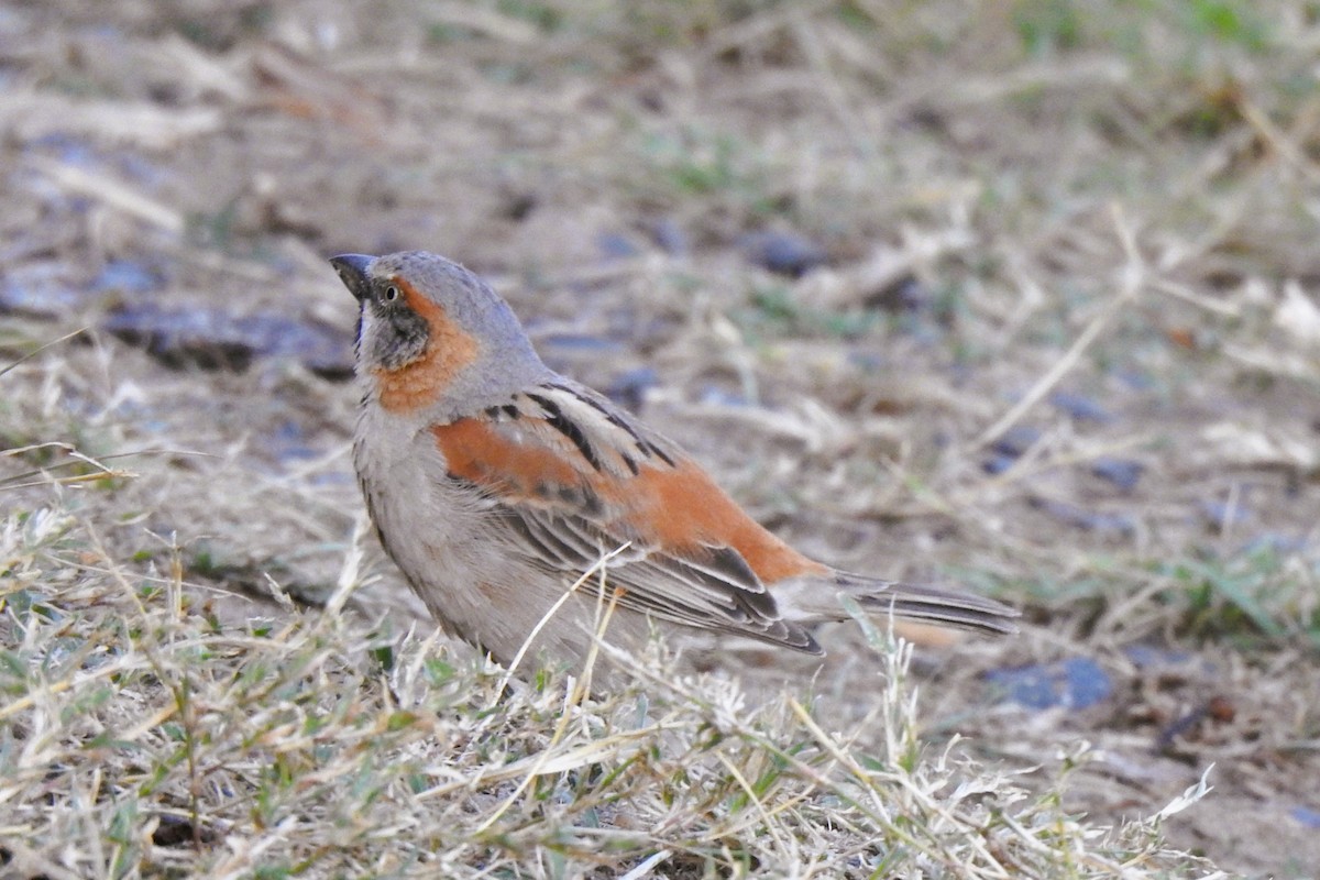 Kenya Rufous Sparrow - ML643622602