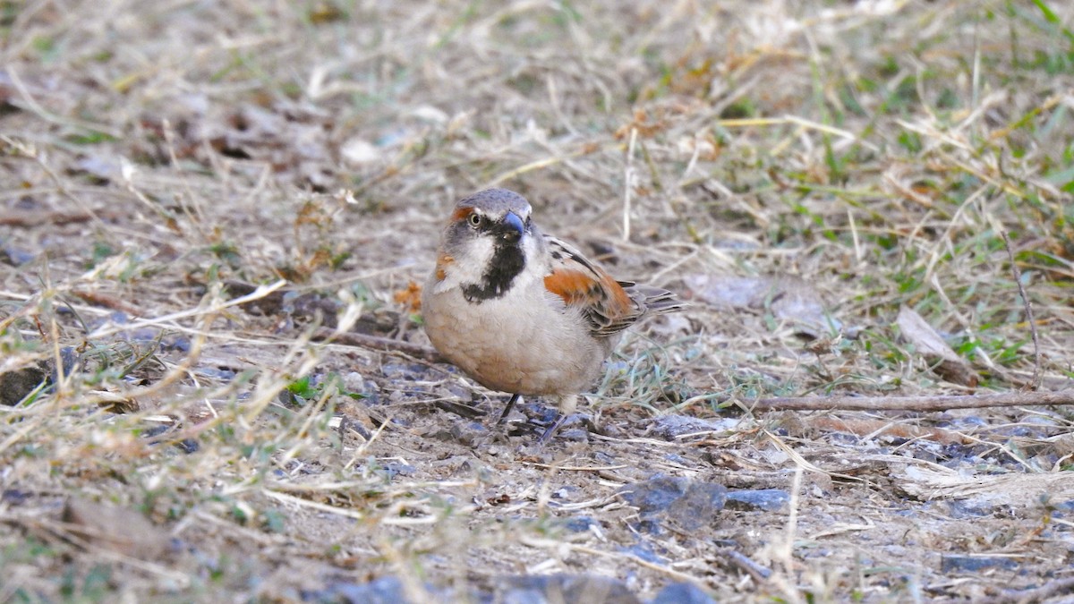 Kenya Rufous Sparrow - ML643622603