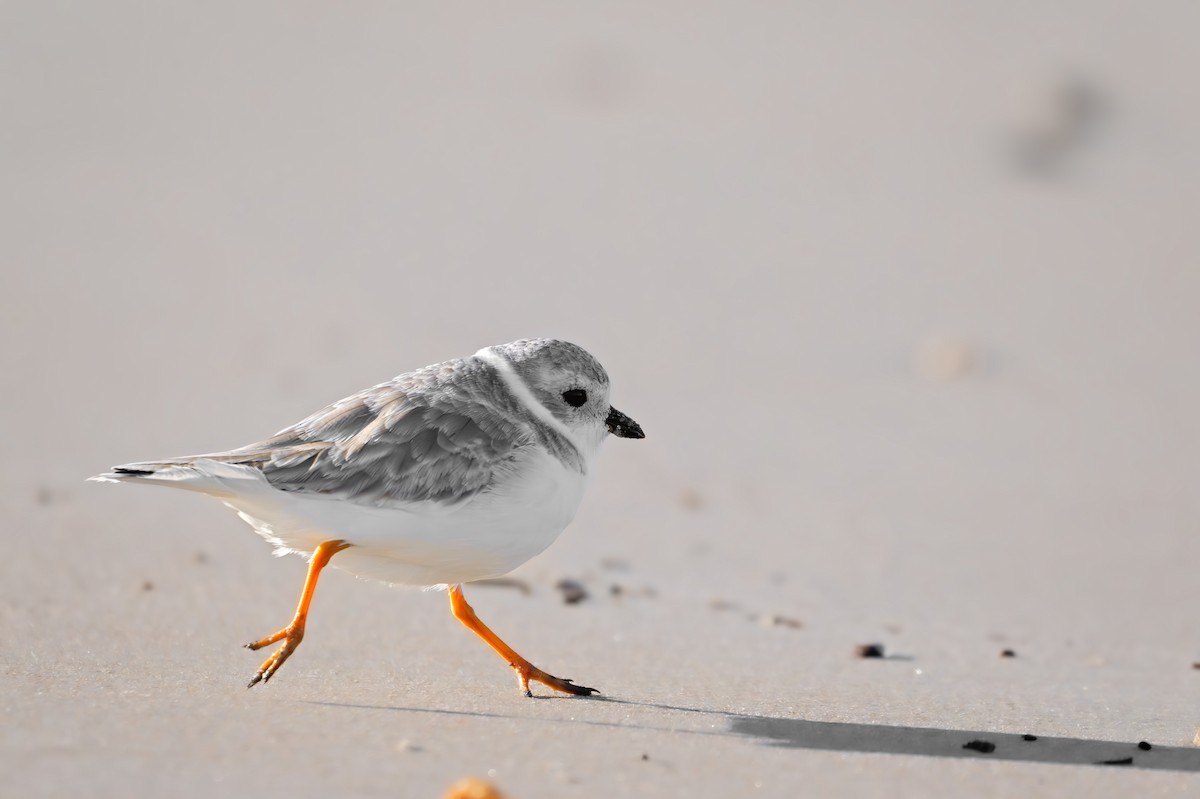 Piping Plover - ML643622608