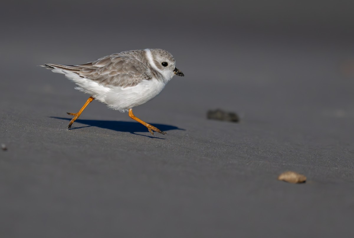 Piping Plover - ML643622609