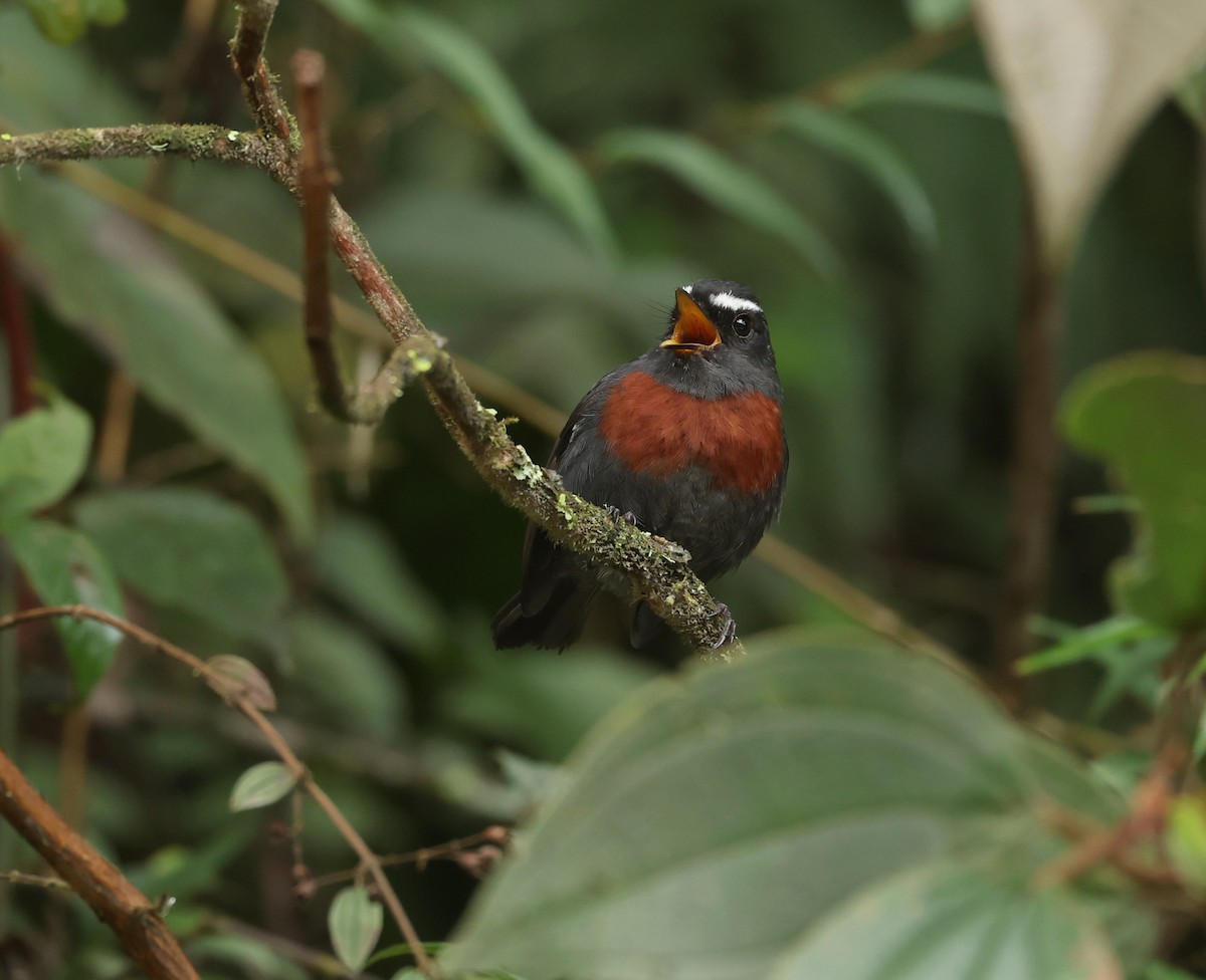 Maroon-belted Chat-Tyrant - ML643622611