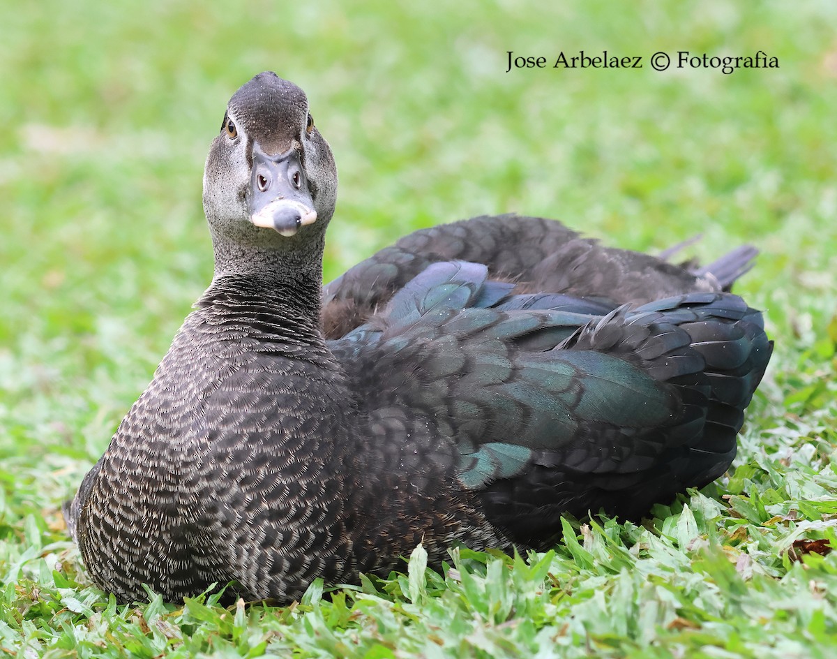 Muscovy Duck - ML643622641