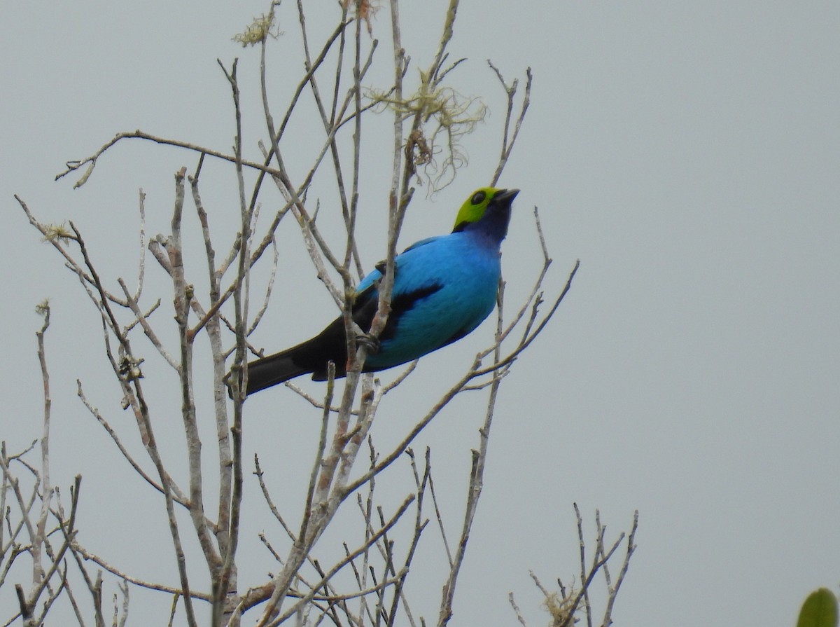 Paradise Tanager - ML643622646