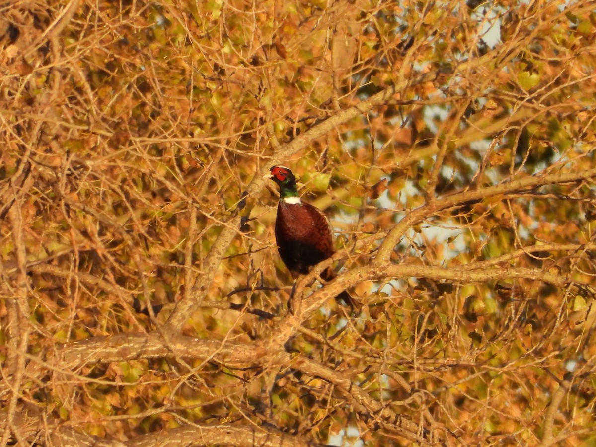 Ring-necked Pheasant - ML643622650