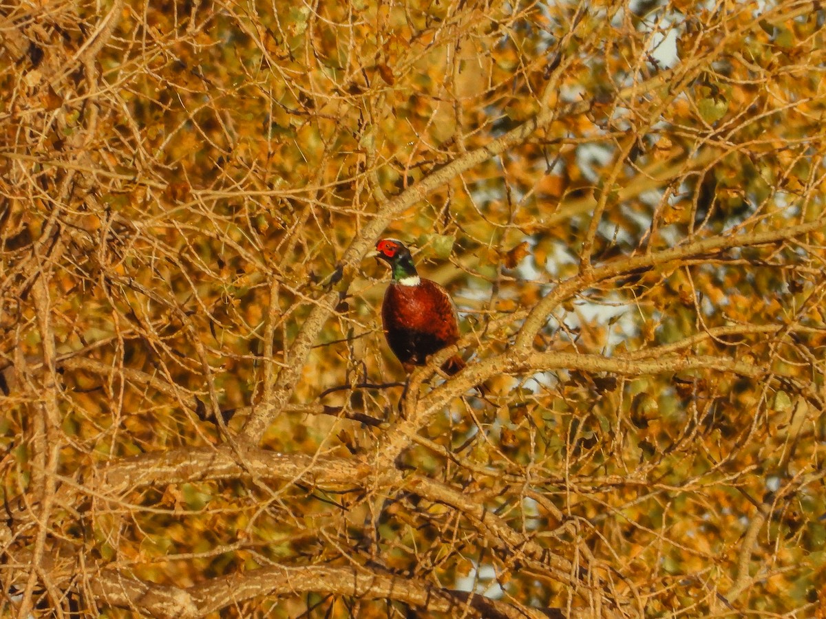 Ring-necked Pheasant - ML643622651