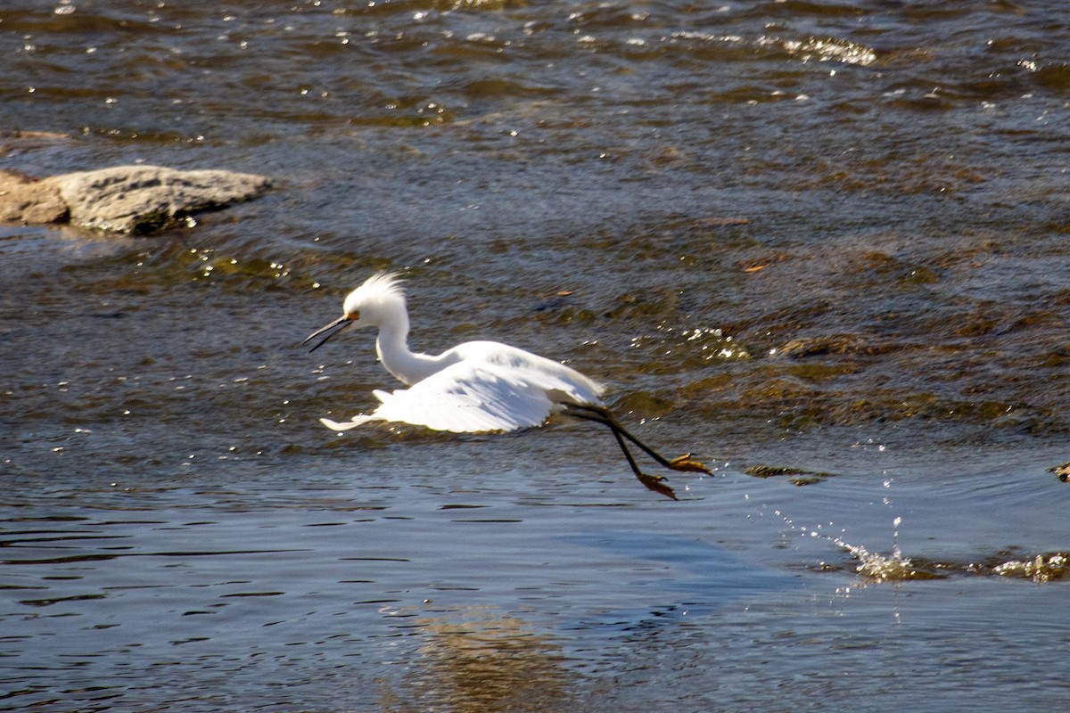 Snowy Egret - ML643622652