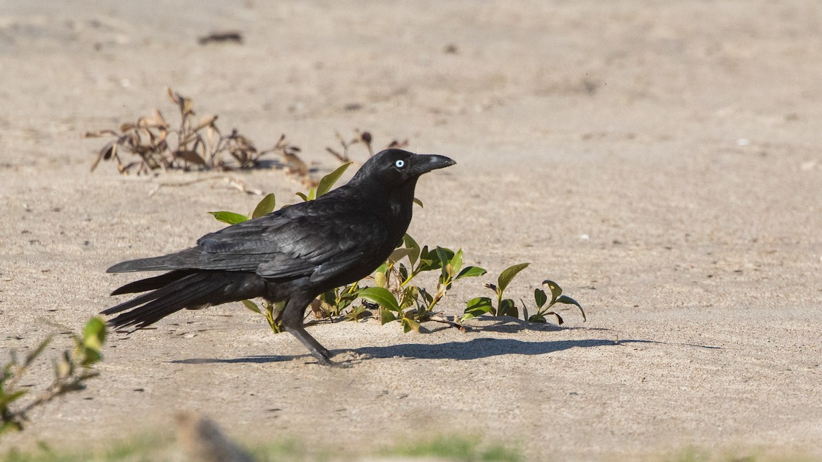 Corbeau de Tasmanie - ML643622664