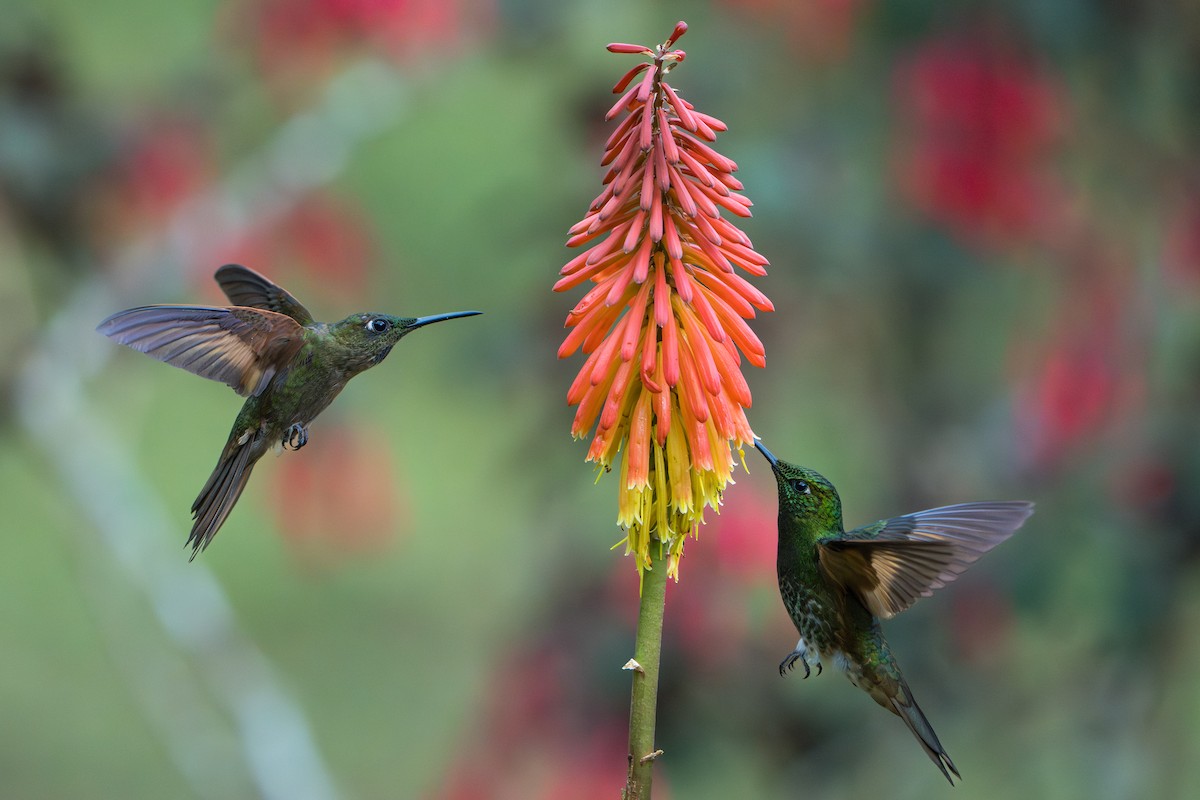 Fawn-breasted Brilliant - ML643622665