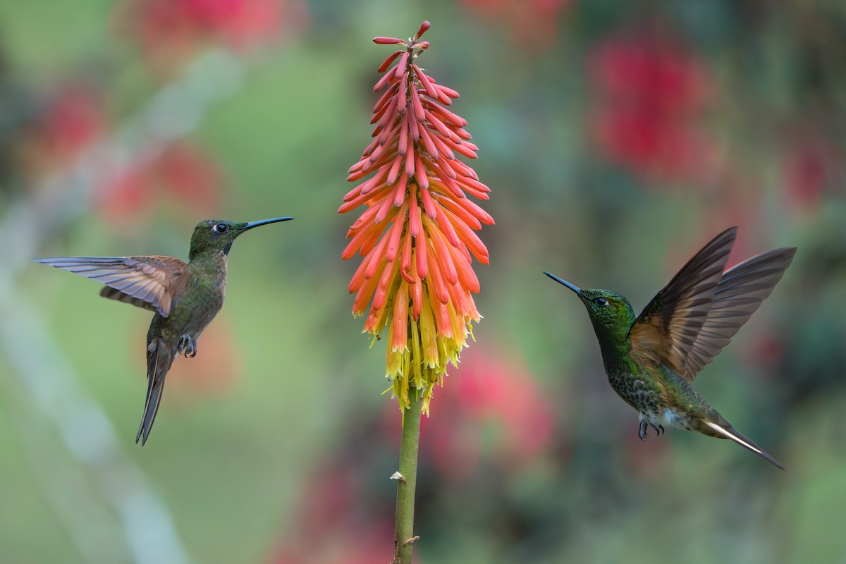 Fawn-breasted Brilliant - ML643622669