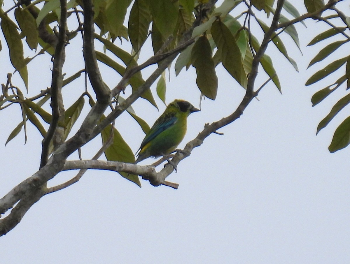 Танагра золотогруда - ML643622682