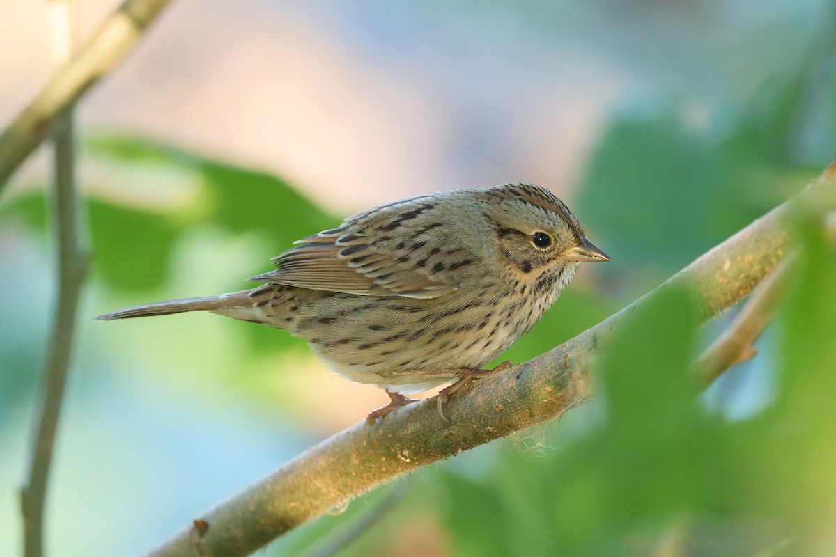 Lincoln's Sparrow - ML643622683