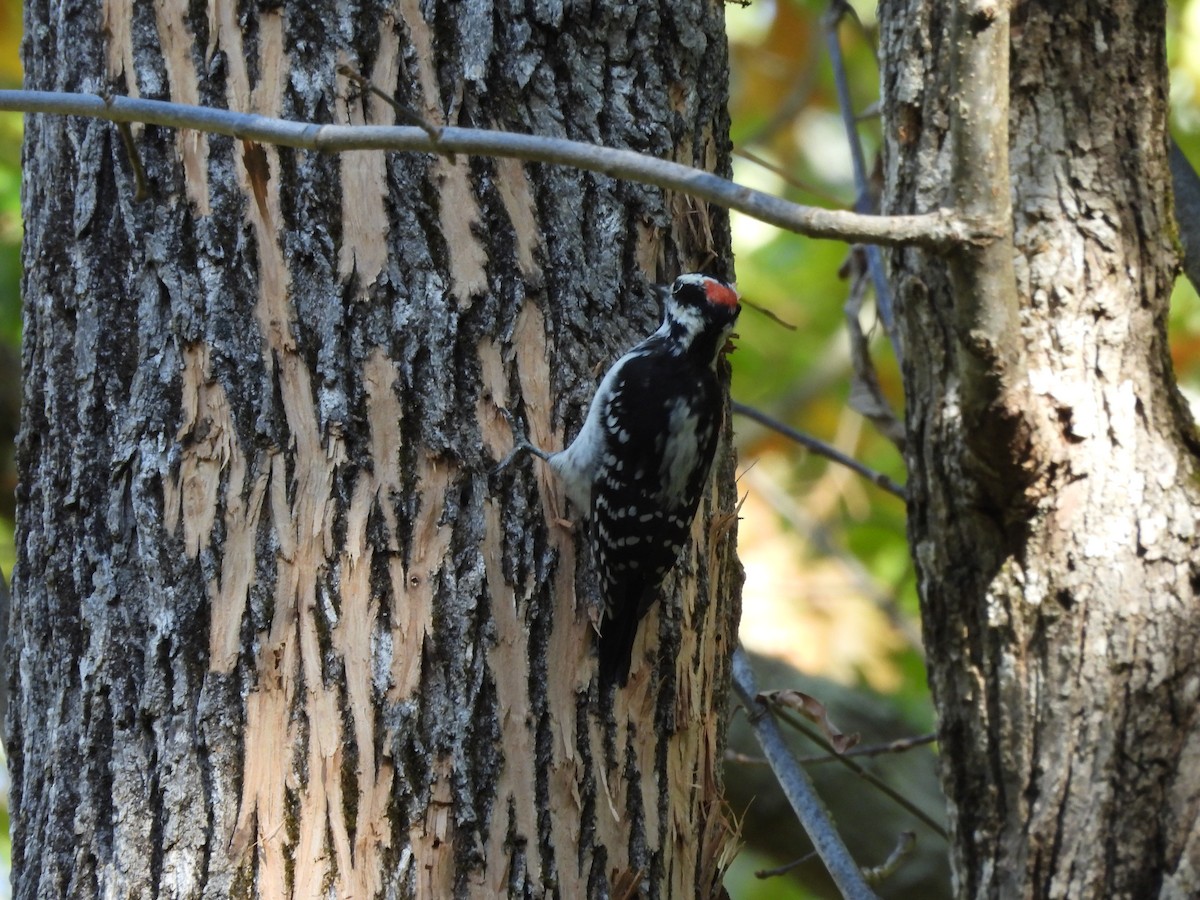 Hairy Woodpecker - ML643622690