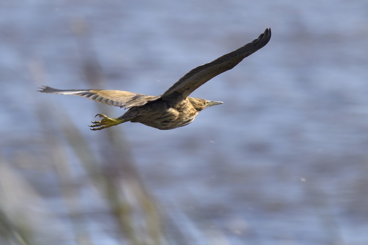 American Bittern - ML643622700