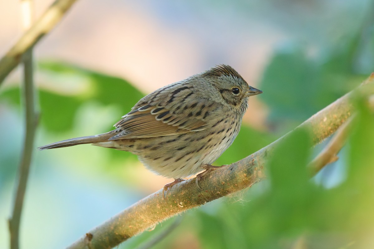 Lincoln's Sparrow - ML643622710
