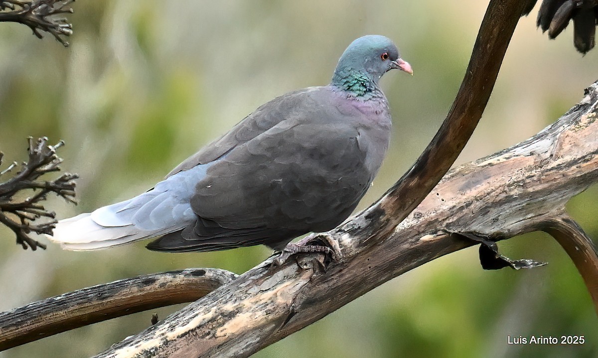 Laurel Pigeon - ML643622720