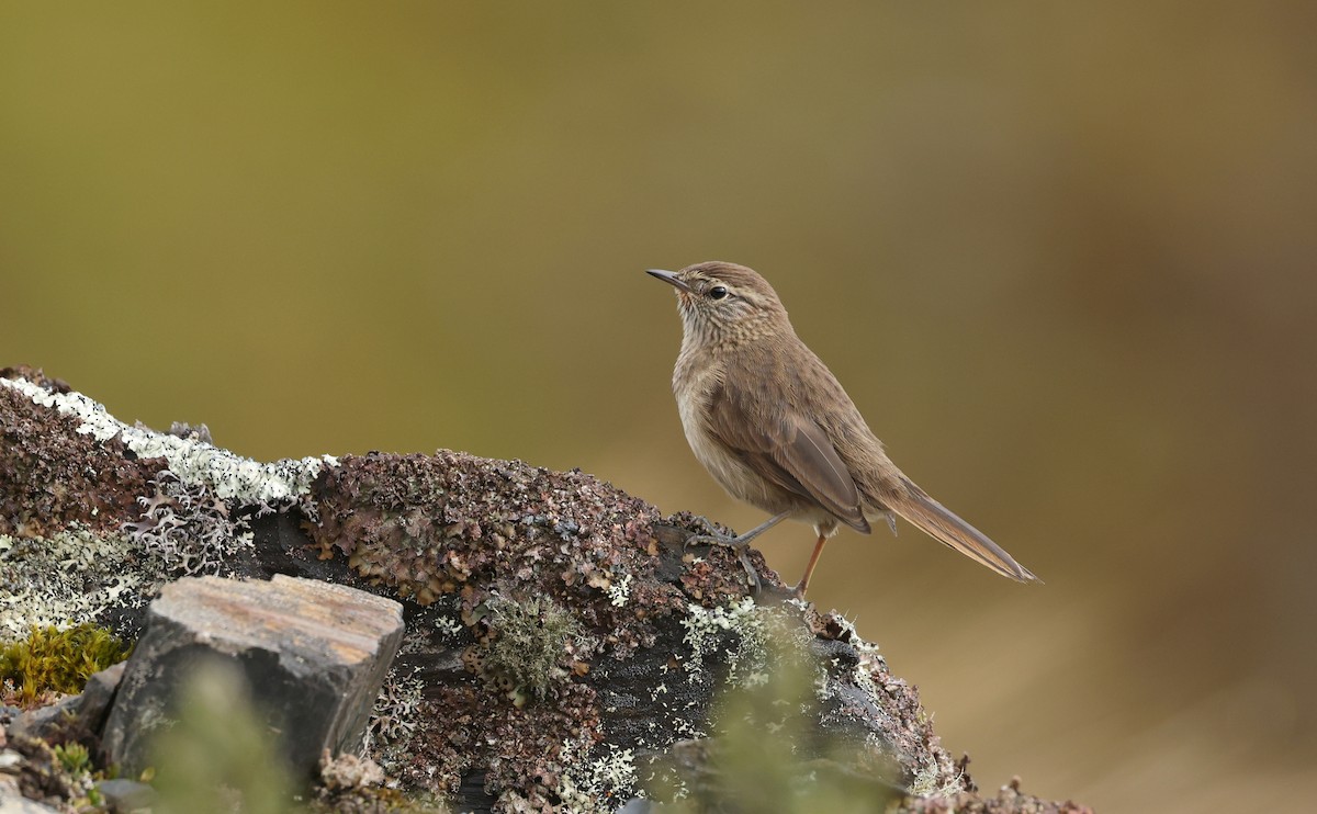 Streak-throated Canastero - ML643622743