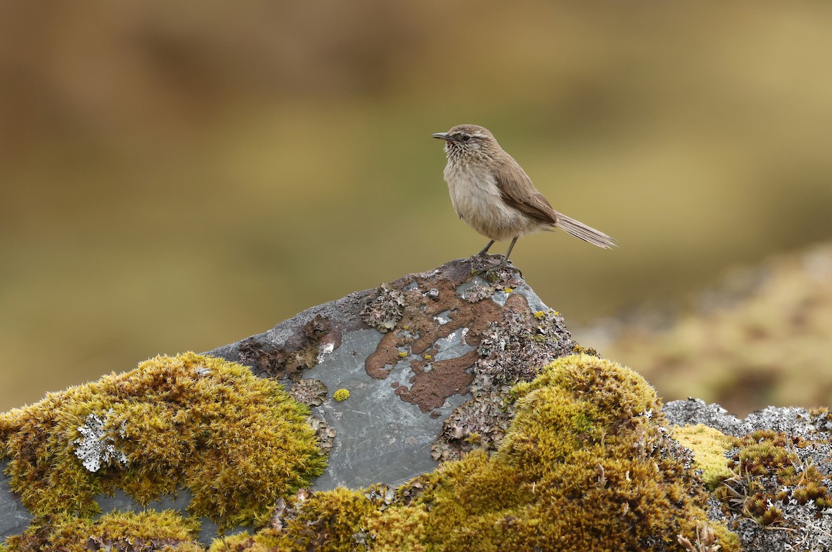 Streak-throated Canastero - ML643622744