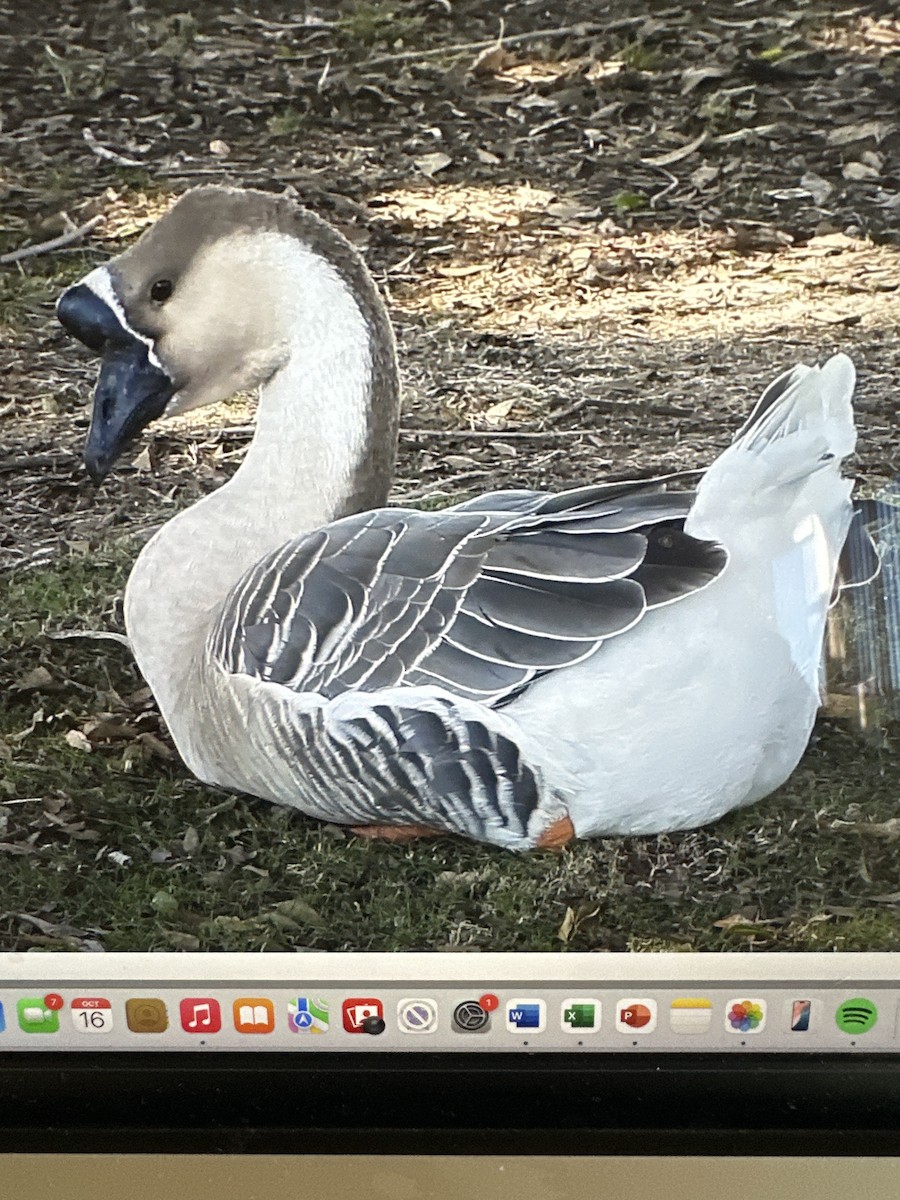Swan Goose (Domestic type) - ML643622749