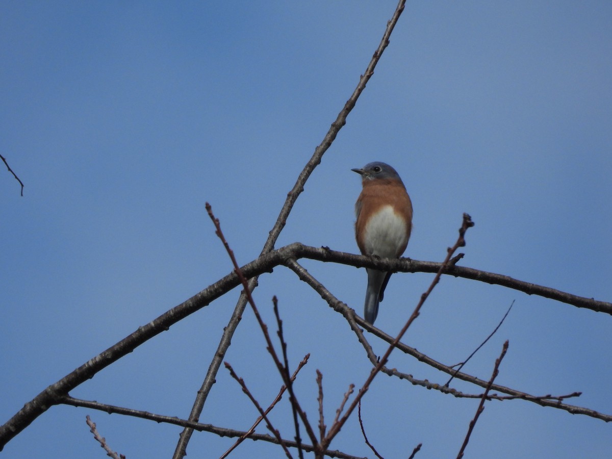 Eastern Bluebird - ML643622757