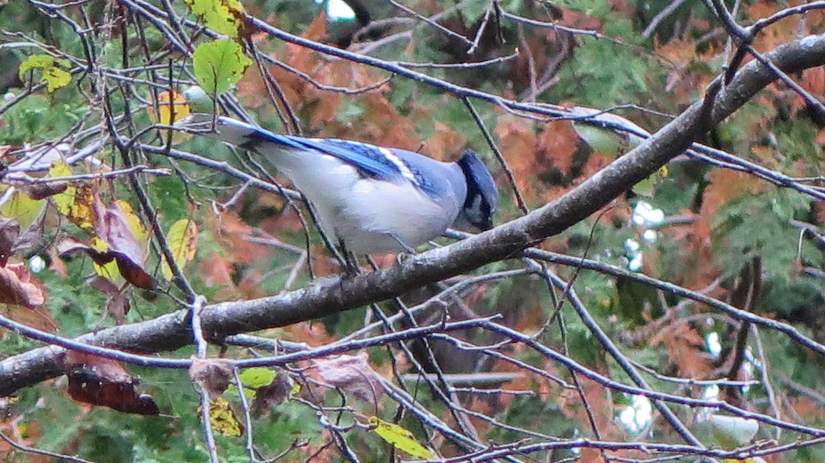 Blue Jay - ML643622761